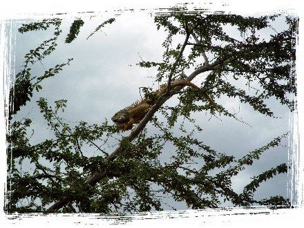 A giant iguana in a tree